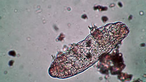 Un gran animal tardígrado está inactivo o muerto en el agua de cerca bajo un microscopio