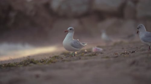 Seagulls walking at the beach in search of food