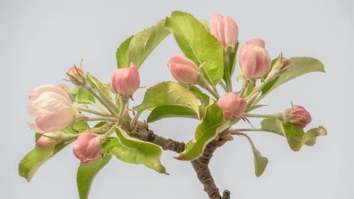 Apple Blossom Timelapse on White
