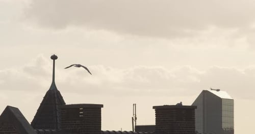 Bird Flying Above City's Roof Structures in Golden Hour