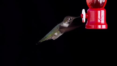 Hummingbird Feeding Slow Motion.