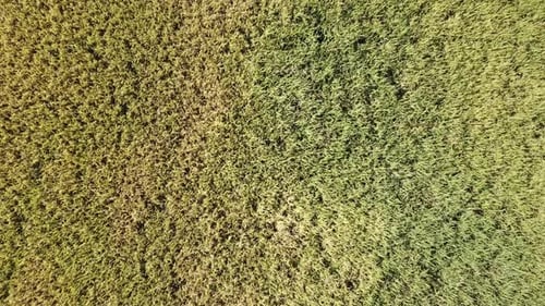 Top view rice paddy field