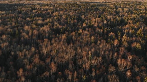 Dramatisch Sonnenuntergang Forest 2