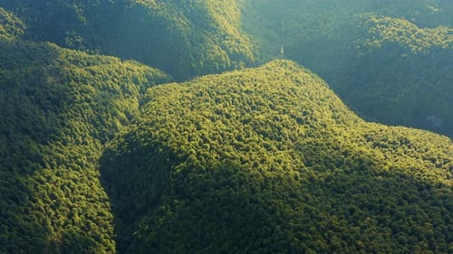 Aerial view of Tropical Rainforest in Amazon. Flying above Jungle. Green Trees