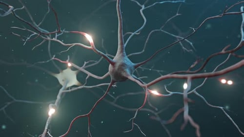 3D Animation of Neurons with Electrical Impulses in Brain