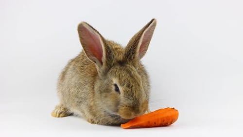 Little Fluffy Cute Brown Rabbit Sits and Eats Orange Fresh Carrots Closeup on a Gray Background in