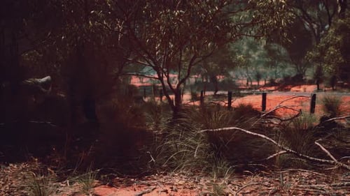 Australian Bushland Nature Scene with Red Earth and Green Foliage