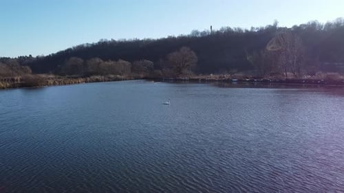 Swan on a Lake Aerial View