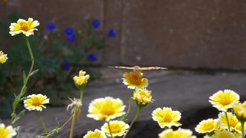 A painted lady butterfly flying in slow motion feeding on nectar and pollinating in a field of yello