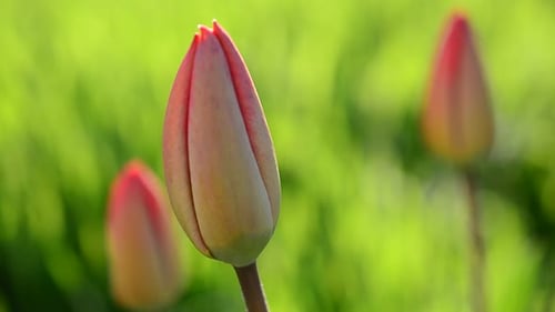 Tulips in the Spring 2