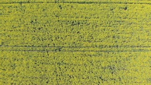 Aerial Top View of Yellow Canola Field. Harvest Blooms Yellow Flowers Canola Oilseed.