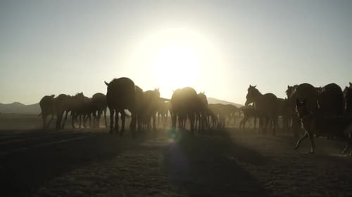 Herd of Horses Walking Silhouetted at Sunrise