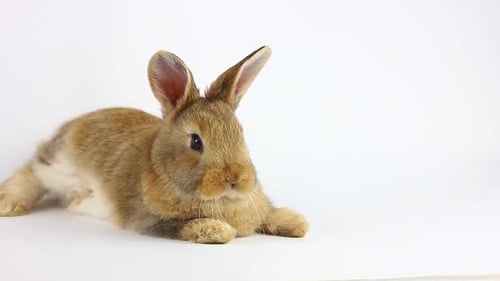Brown Rabbit Resting Peacefully on White Background