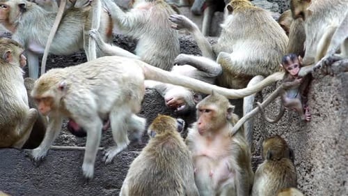 Monkeys At An Ancient Ruin
