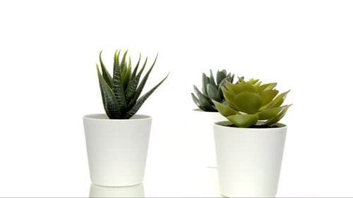 Succulent Plants Rotating on White Background