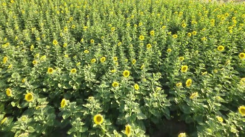 summer sunflowers