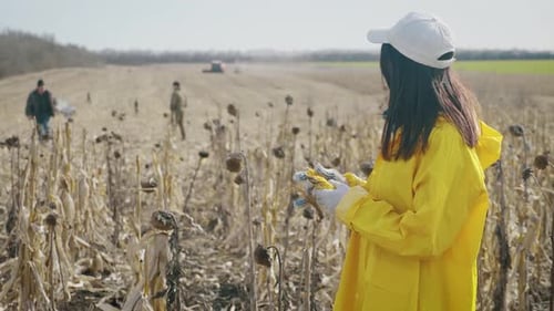 Young Woman Farmer Standing on Corn Field During Harvesting. Girl Takes Ripe Corn for Checking