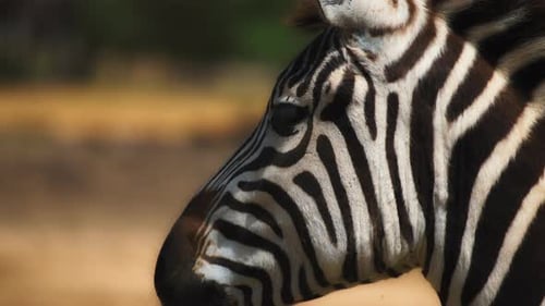Striking Close Up of Zebra Head in the Wild