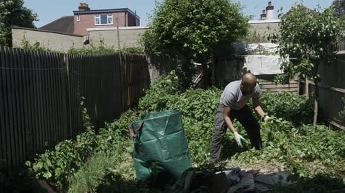 Minorité ethnique adulte mâle débarrassant le liseron dans le jardin arrière. Verrouillé