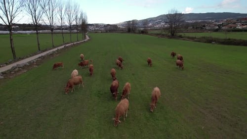 Cows Grazing Peacefully on Green Field