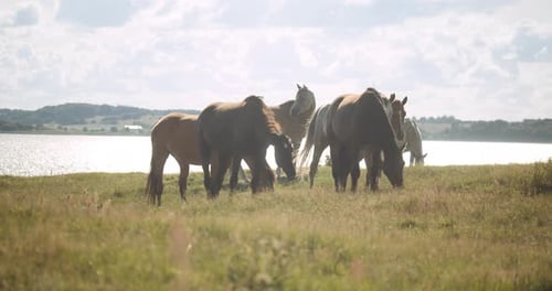 Wildhorses In Sunshine Grrazing In Meadow