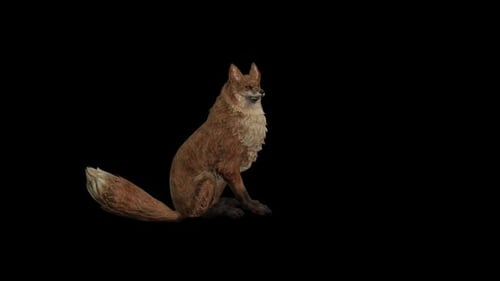 Animated Fox Sitting and Howling on Transparent Background