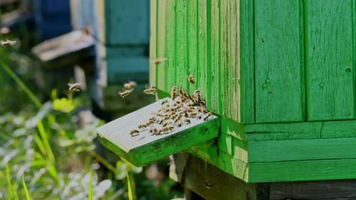 Colorful wooden beehives in the summer garden, Poland