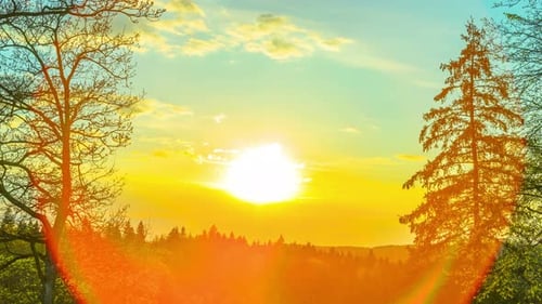 Sunset in Spring Forest