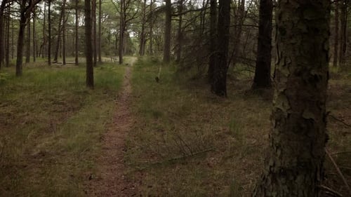 Drone Through Forest