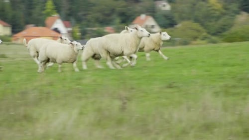 Un petit troupeau de moutons parcourt un champ vert en direction de buissons et d'arbres