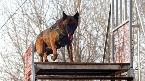 German Shepherd Leaps to Training Platform Outdoors