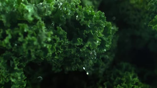 Gouttelettes d'eau sur vert moutarde. Ralenti.