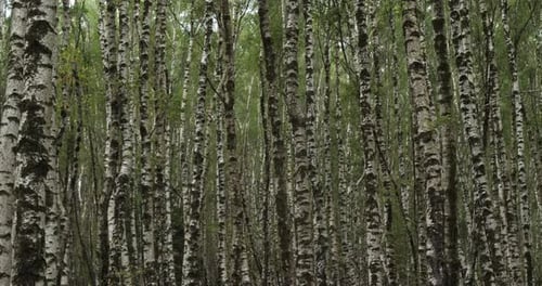 Birch forest near Le Plan de Monfort, the Cevennes National park, Lozere department, France