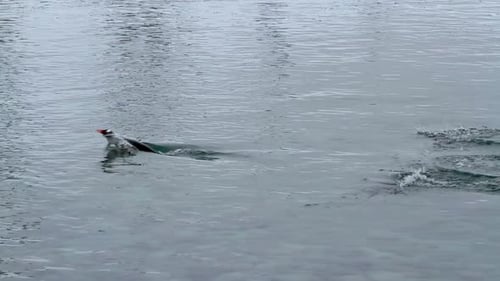 Penguins Jumping and Swimming in Gray Ocean Water