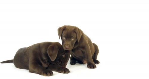 Brown Labrador Retriever, Puppies on White Background, Normandy, Slow Motion 4K