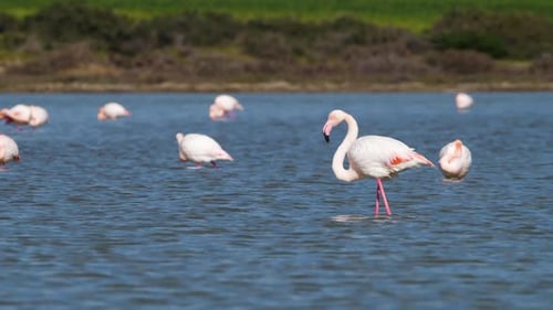Flamingos in the Lake Wild Pink Greater Flamingo in the Salt Water Nature Birds Wildlife Safari Shot