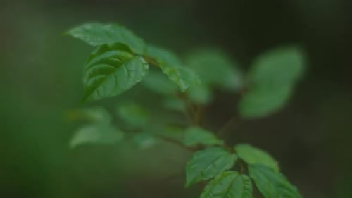 Wald Blätter Macro 11