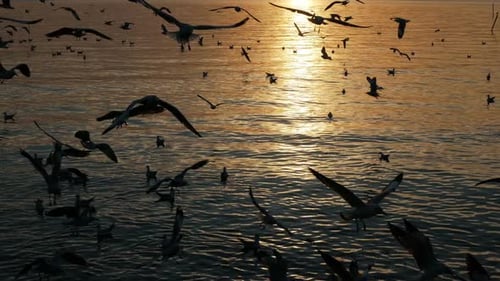 Birds Flying