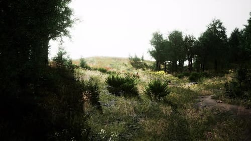 Realistic Forest Path Walkthrough Animation