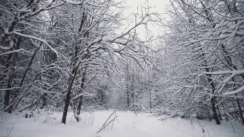Picturesque Winter Forest