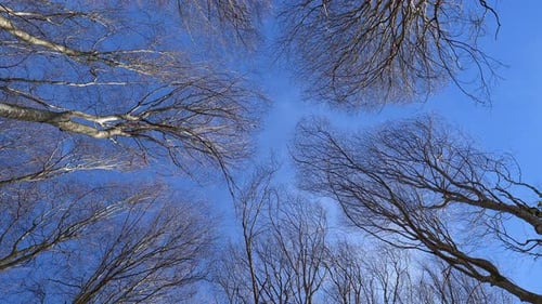 Bare Trees Against Bright Blue Sky