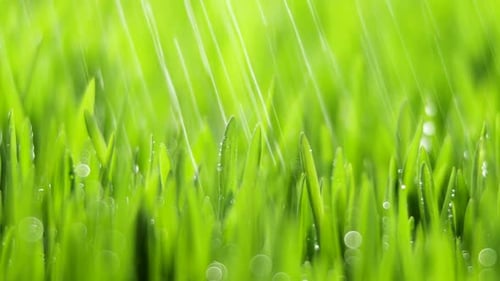 Fresh Green Grass with Rain Drops Field of Young Wheat Rye Closeup Nature Macro