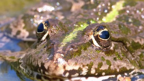 Green Frog in the River. Close-Up. Macro Portrait Face of Toad in Water with Water Plants