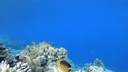 Colorful Fish Swimming Around Coral Reef Underwater
