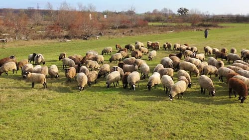 Herding a large flock of sheep. Aerial view of a farm with sheeps.