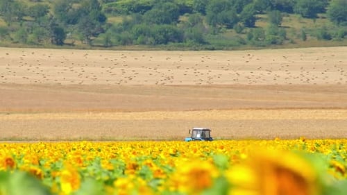 Tractor By Sunflower Field