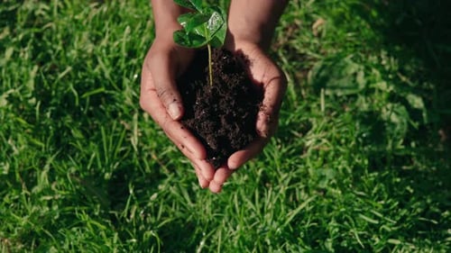 Top View of Green Plant with Ground in Female Hands