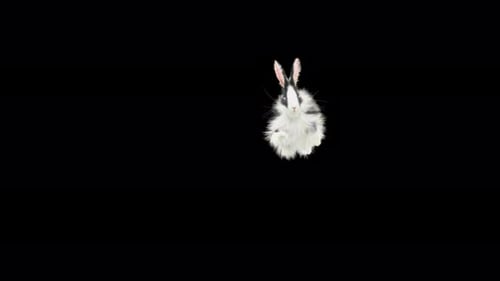 Cute Fluffy Rabbit Hopping and Playing Animated Clip