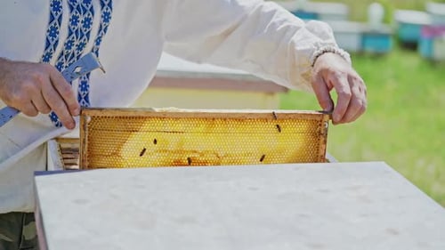 Beekeeper Inspecting Honeycomb with Bees on Rural Farm