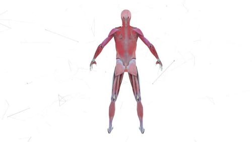 3D Human Anatomy Muscle System Rotation